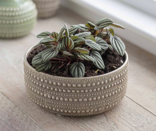 Plant Bowl - Stone 20CM