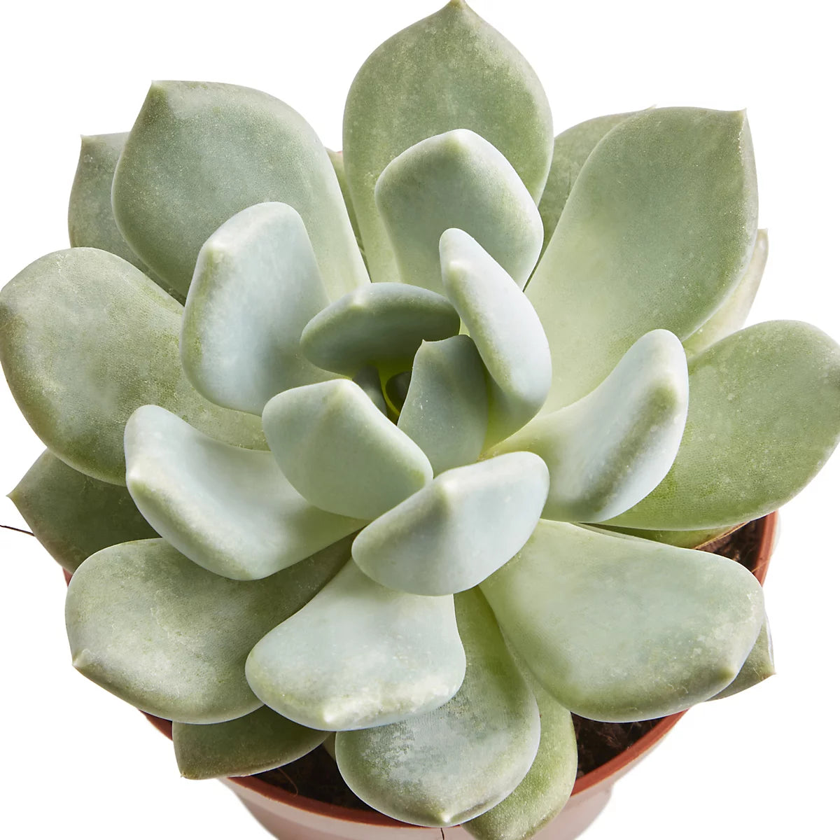 Succulent - Mixed Variety Lucky Pick 8CM